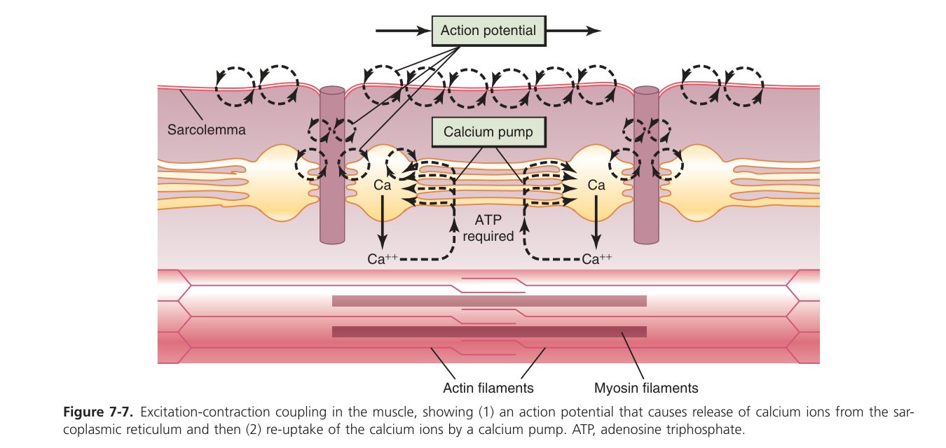 Excitation-contraction coupling (Guyton Fig 7-7)