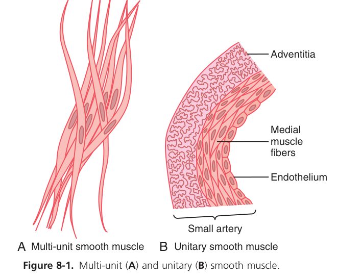 Multi-unit vs unitary smooth muscle (Guyton Fig 8-1)