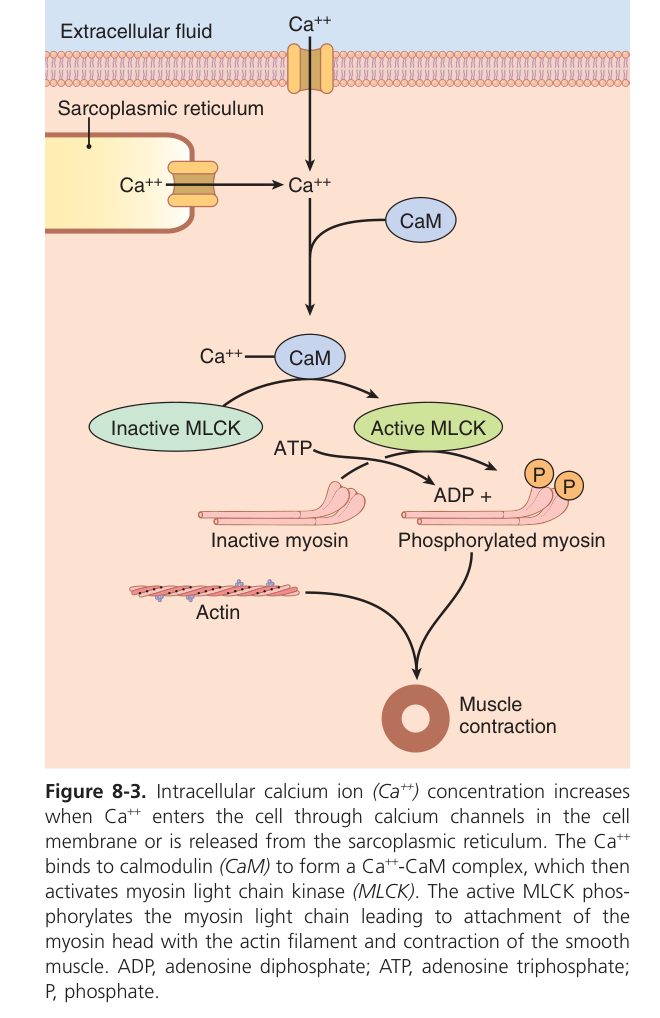 Smooth muscle Ca2+ rise (Guyton Fig 8-3)
