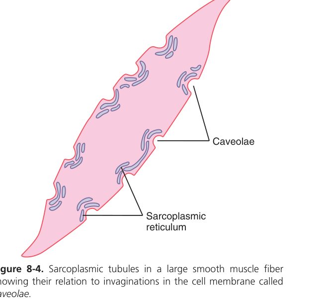 Sarcoplasmic tubules in smooth muscle (Guyton Fig 8-4)