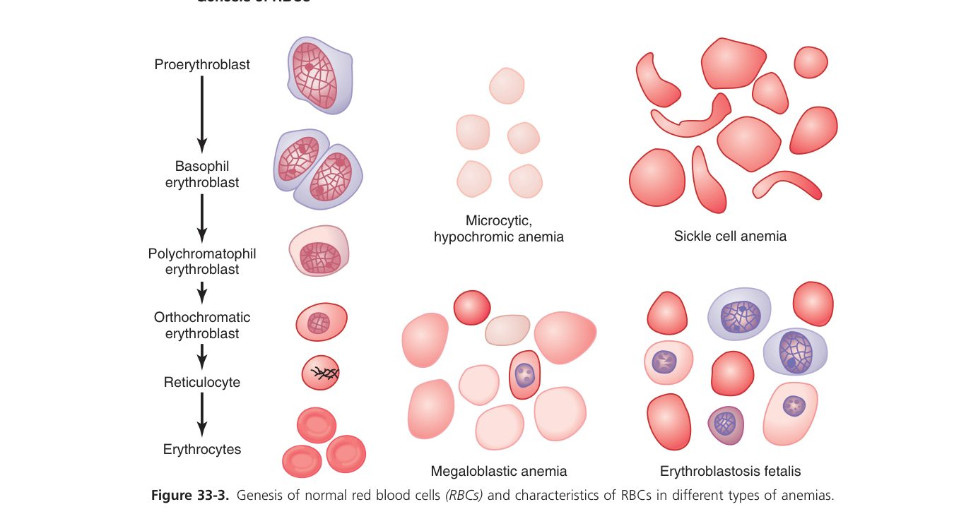 Stem cell differentiation (Guyton Fig 33-3)