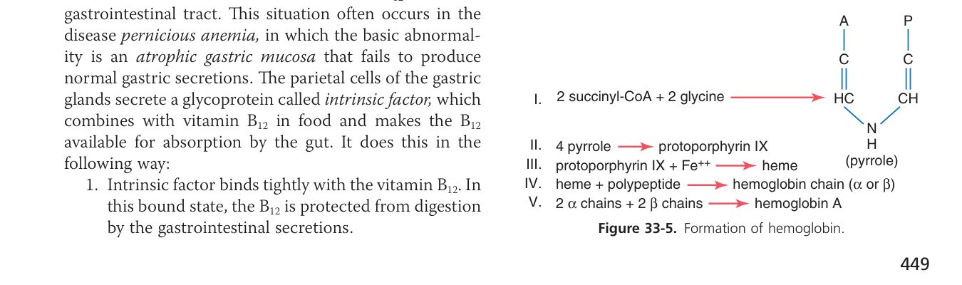 Haemoglobin synthesis (Guyton Fig 33-5)