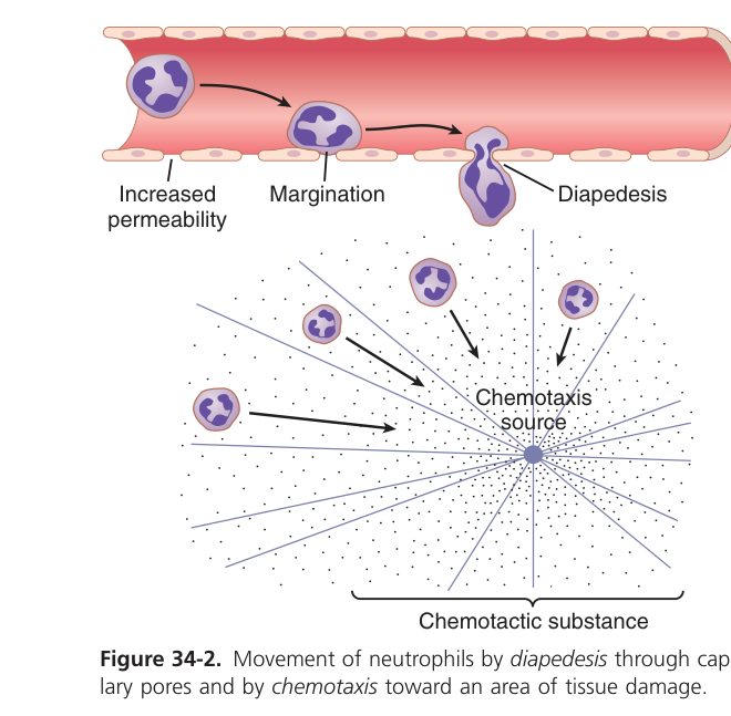 Neutrophil diapedesis (Guyton Fig 34-2)