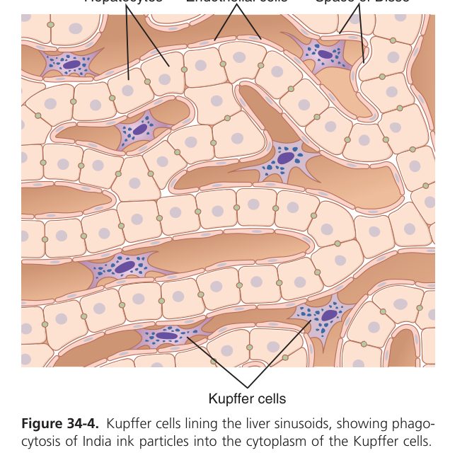 Reticuloendothelial system (Guyton Fig 34-4)