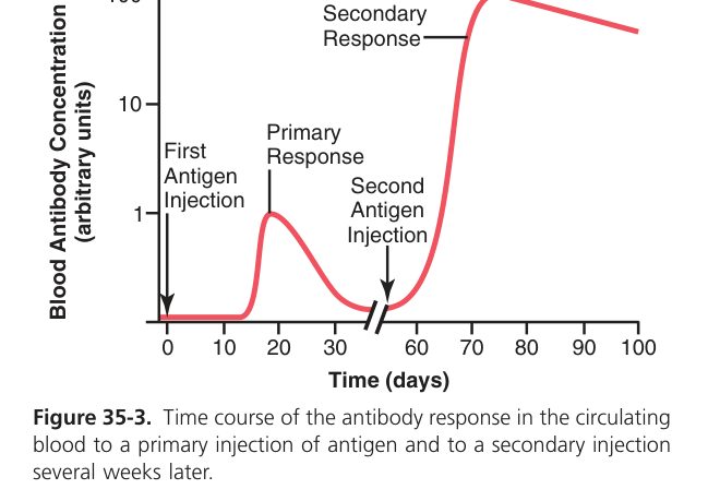 Primary vs secondary antibody response (Guyton Fig 35-3)