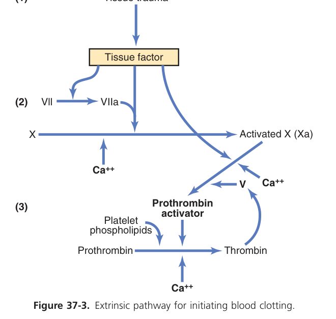 Extrinsic clotting pathway (Guyton Fig 37-3)