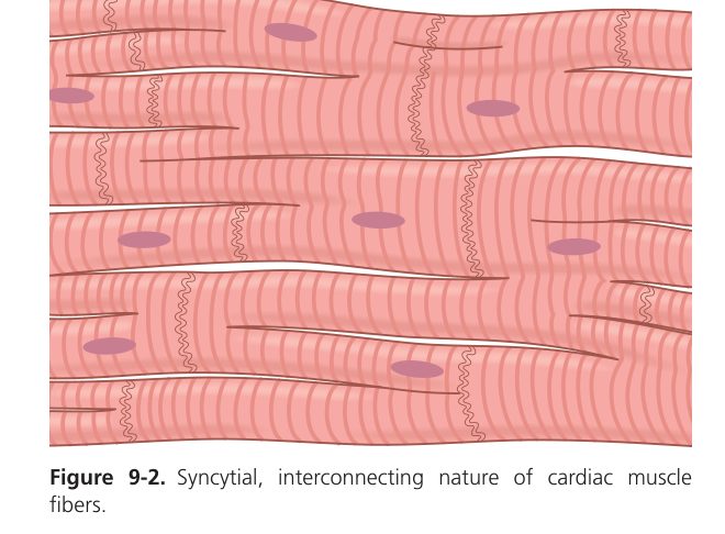 Cardiac syncytium (Guyton Fig 9-2)