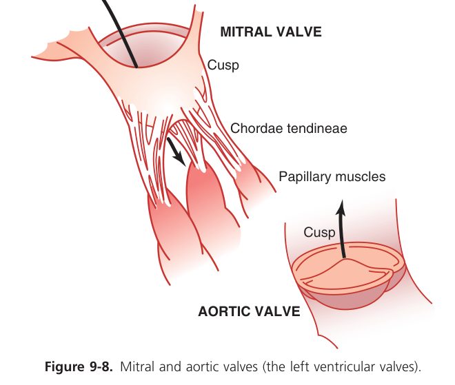 Mitral and aortic valves (Guyton Fig 9-8)