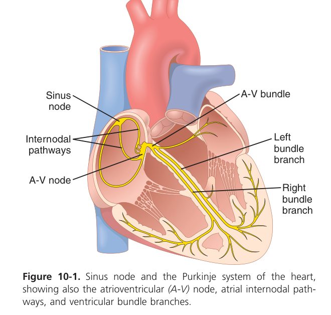 SA node and Purkinje system (Guyton Fig 10-1)