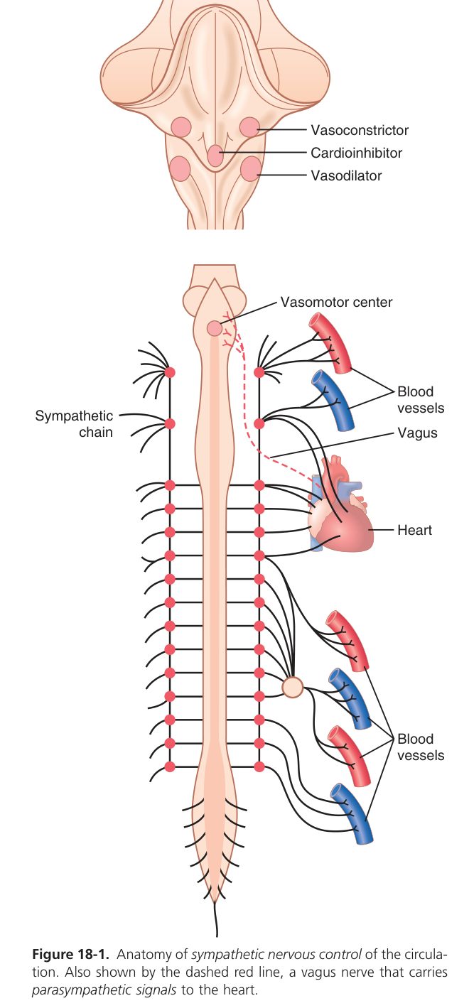Sympathetic nervous control of circulation (Guyton Fig 18-1)