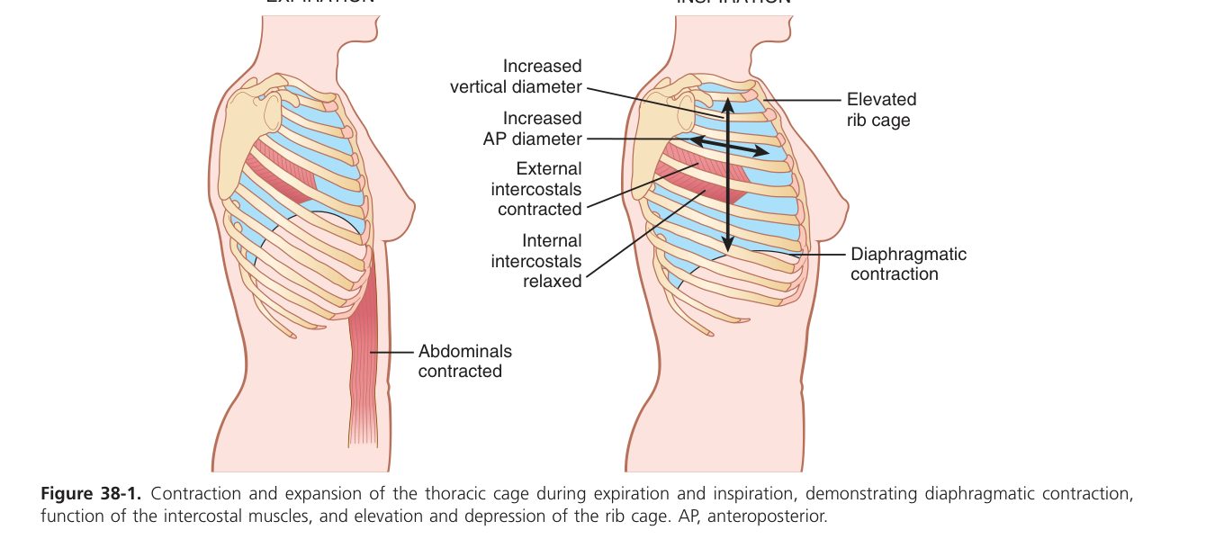 Thoracic cage in breathing (Guyton Fig 38-1)