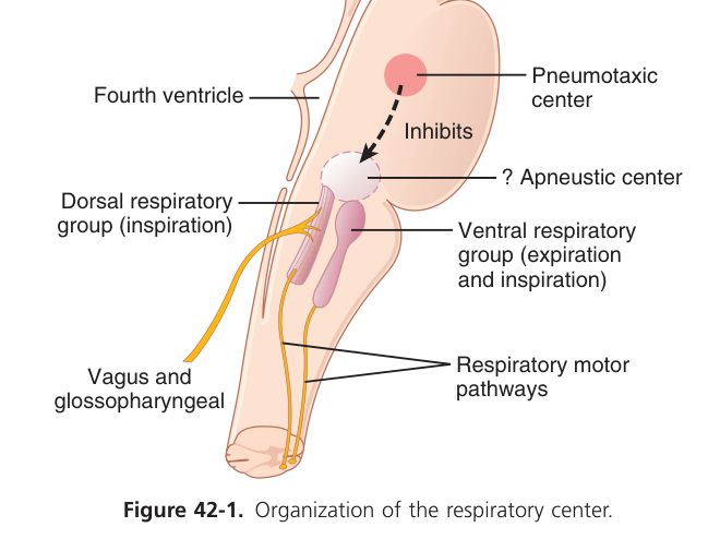 Respiratory centre organisation (Guyton Fig 42-1)