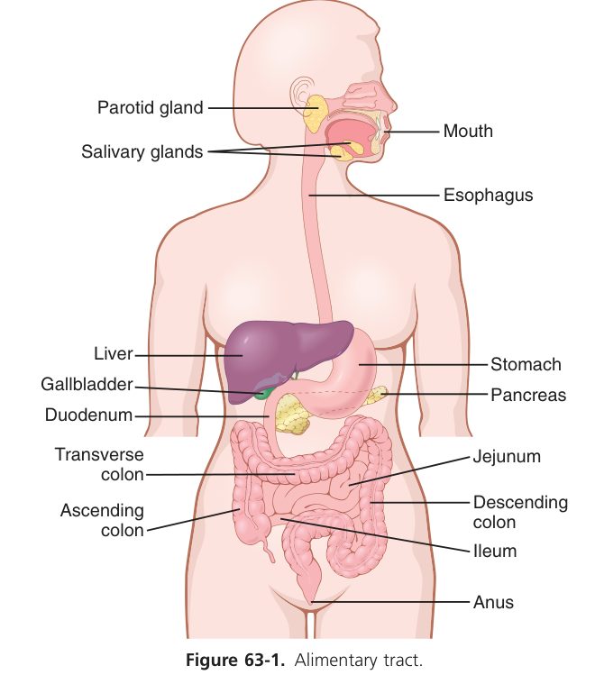 Alimentary tract overview (Guyton Fig 63-1)