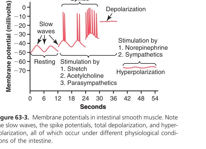 GI smooth-muscle slow waves and spikes (Guyton Fig 63-3)