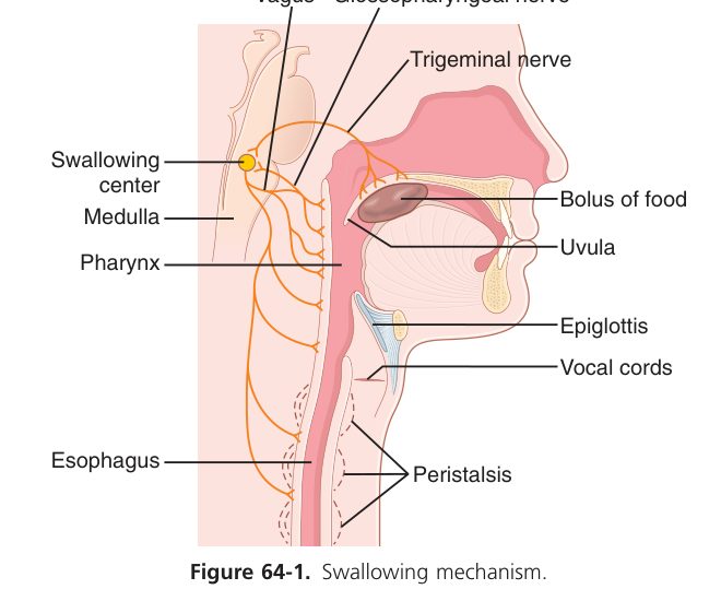 Swallowing mechanism (Guyton Fig 64-1)