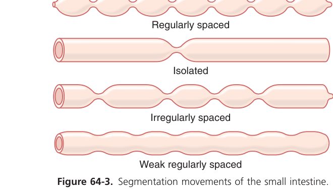 Segmentation in small intestine (Guyton Fig 64-3)