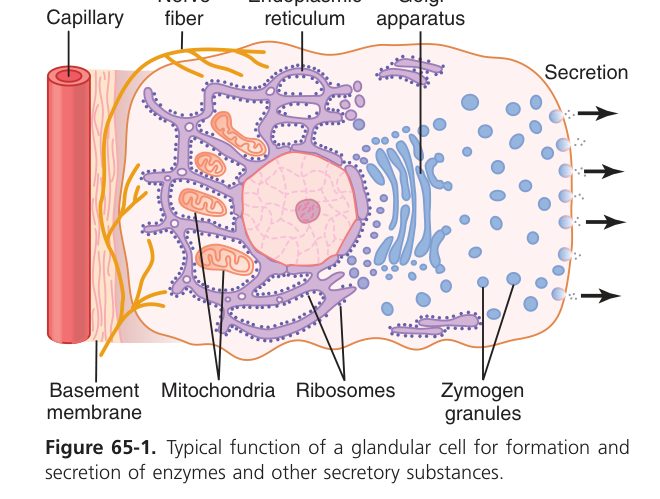 Glandular cell secretion (Guyton Fig 65-1)