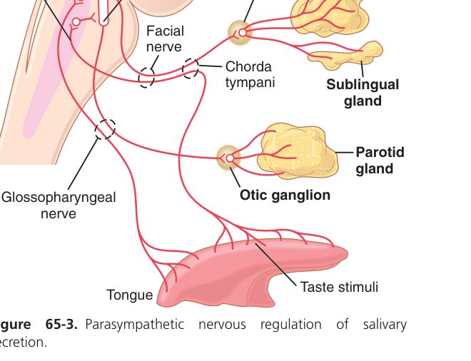 Parasympathetic salivary control (Guyton Fig 65-3)