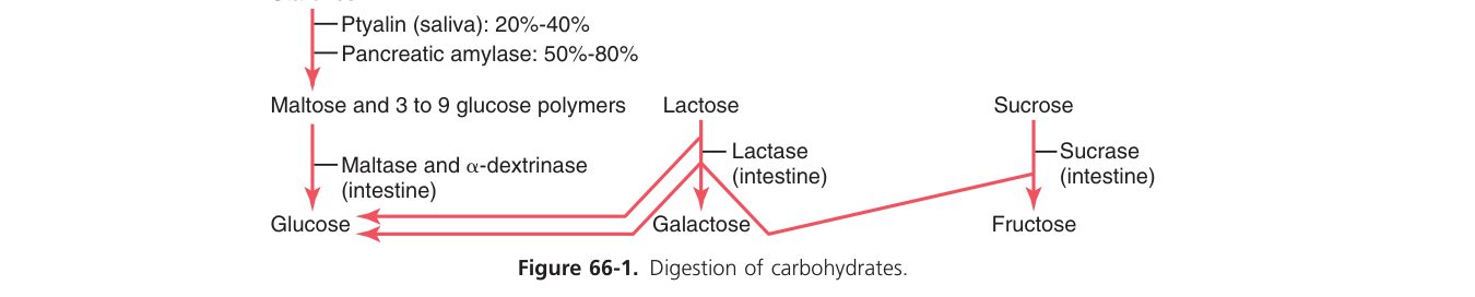 Protein digestion sequence (Guyton Fig 66-1)