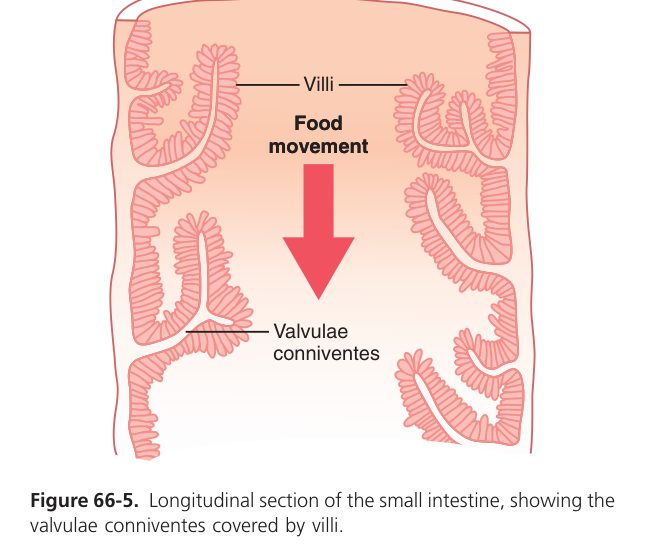 Small intestine villi (Guyton Fig 66-5)