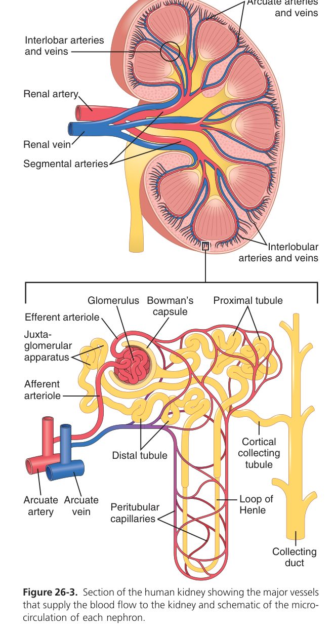 Kidney section showing vessels and nephron (Guyton Fig 26-3)