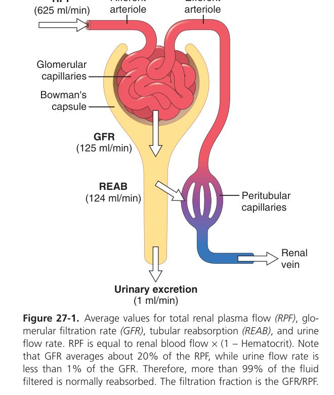 Renal flow and filtration values (Guyton Fig 27-1)