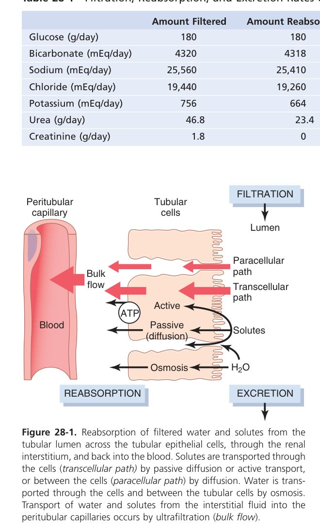 Proximal reabsorption (Guyton Fig 28-1)
