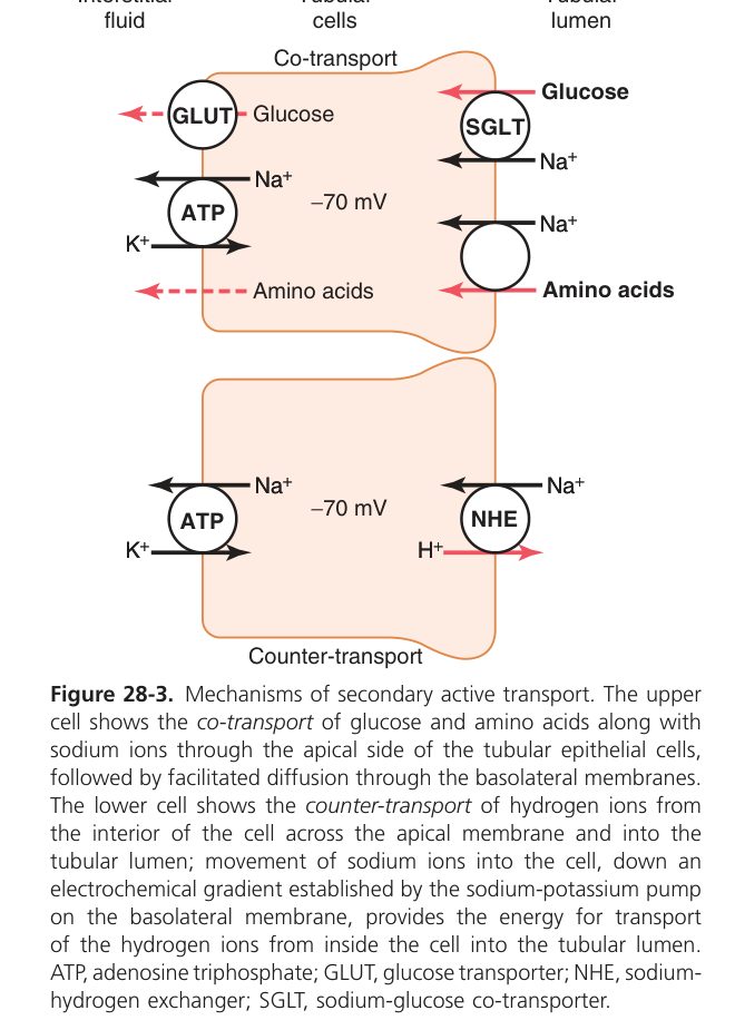 Secondary active transport (Guyton Fig 28-3)