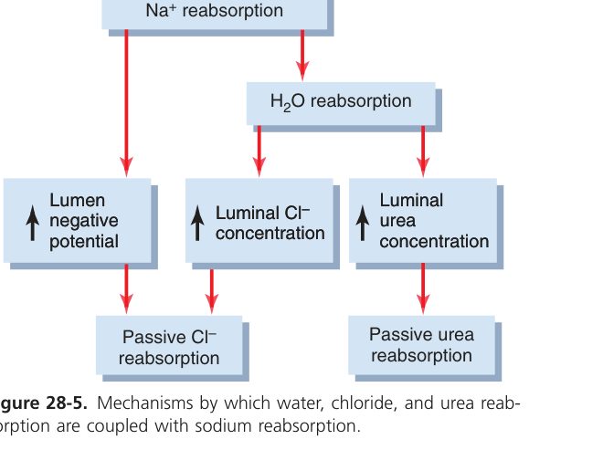 Water and ion reabsorption mechanisms (Guyton Fig 28-5)