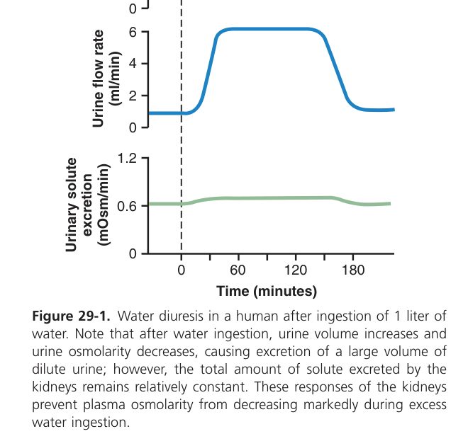 Water diuresis after fluid intake (Guyton Fig 29-1)