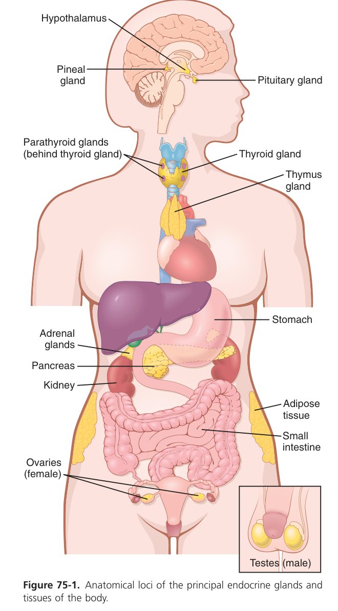 Endocrine glands (Guyton Fig 75-1)