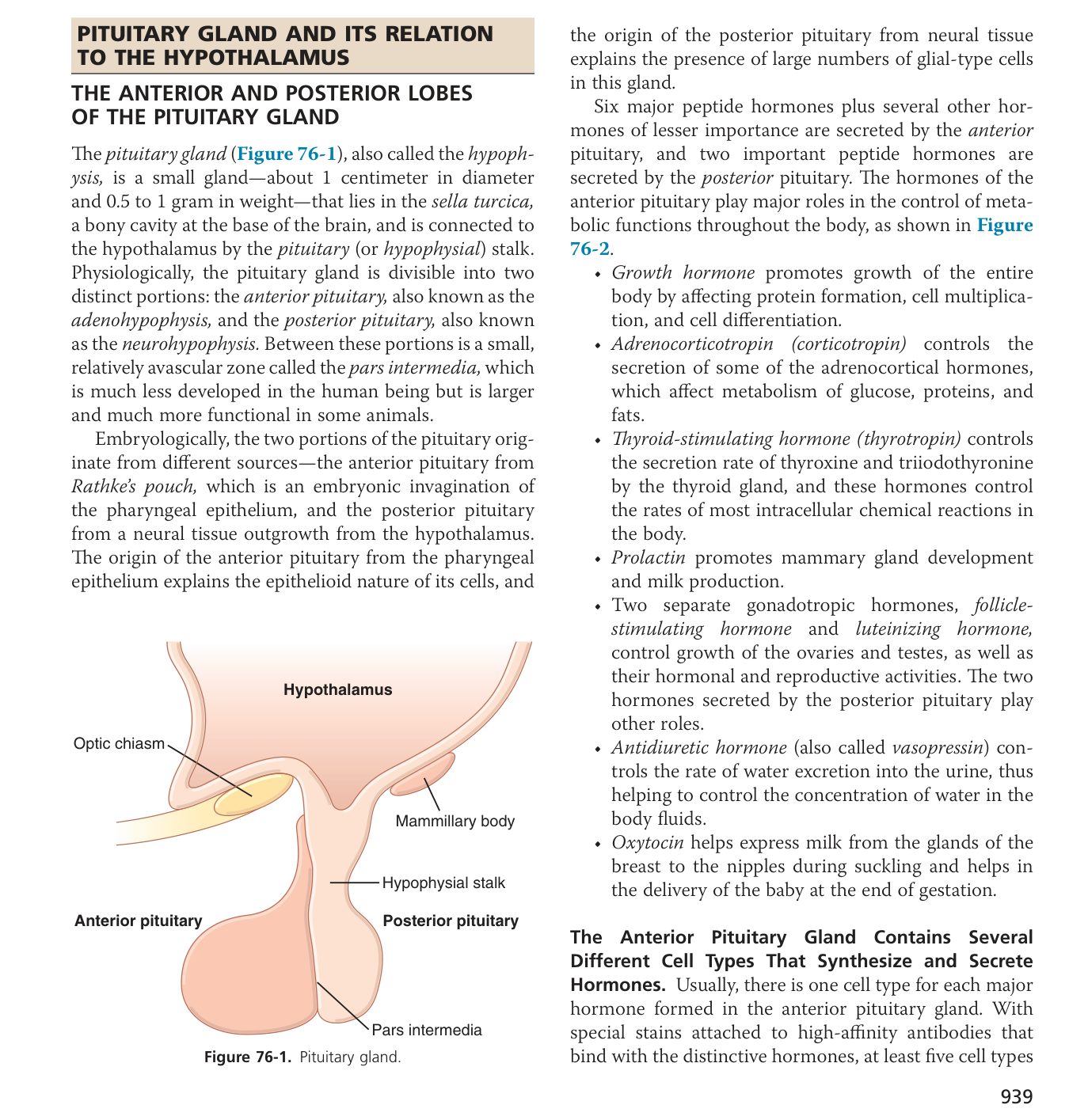 Pituitary anatomy (Guyton Fig 76-1)