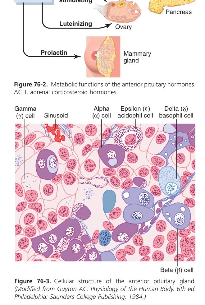 Anterior pituitary cell types (Guyton Fig 76-3)