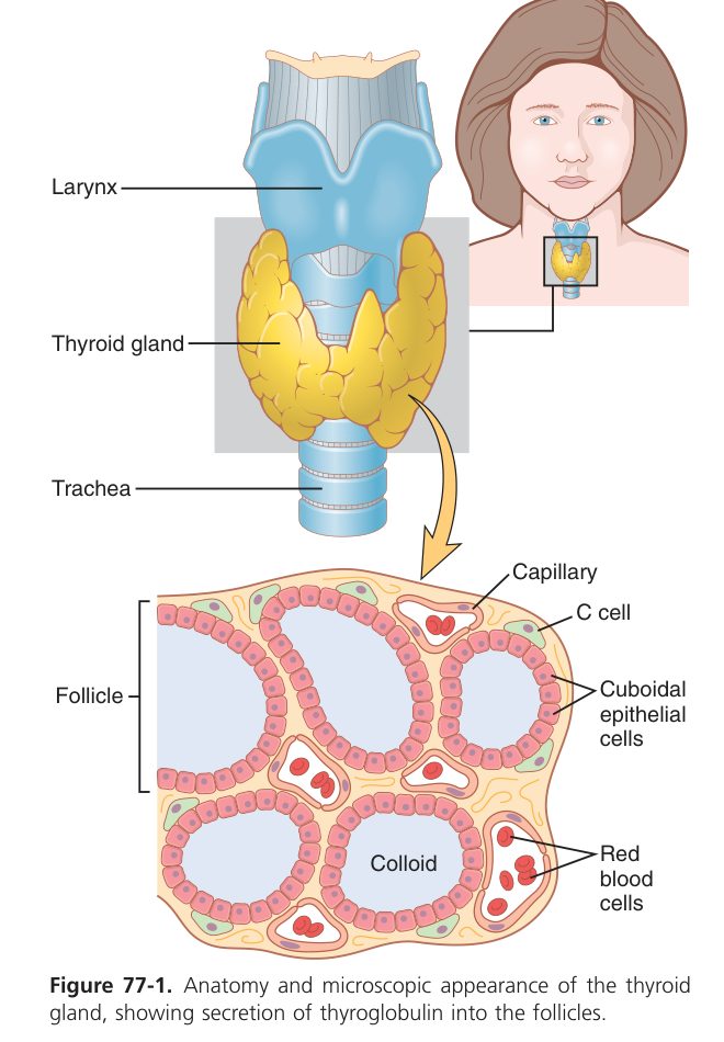 Thyroid anatomy and follicles (Guyton Fig 77-1)