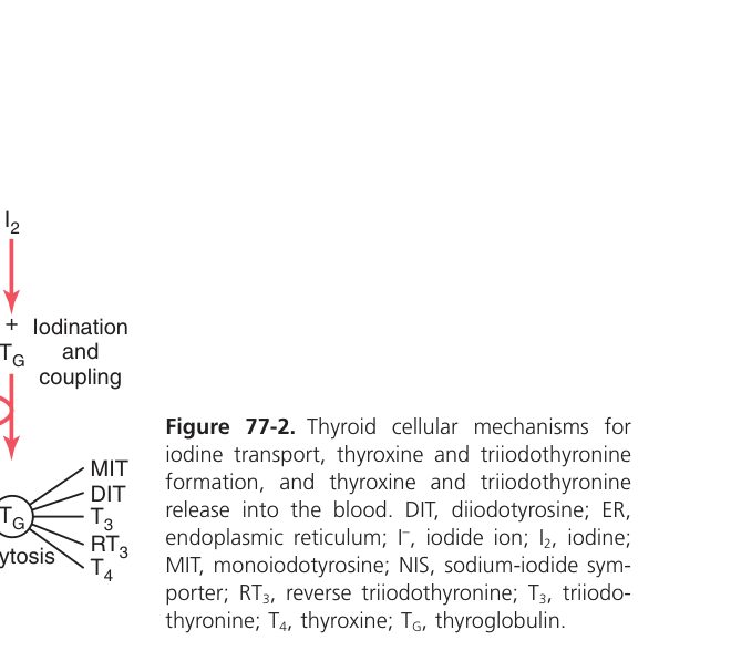 Iodide transport into follicle (Guyton Fig 77-2)