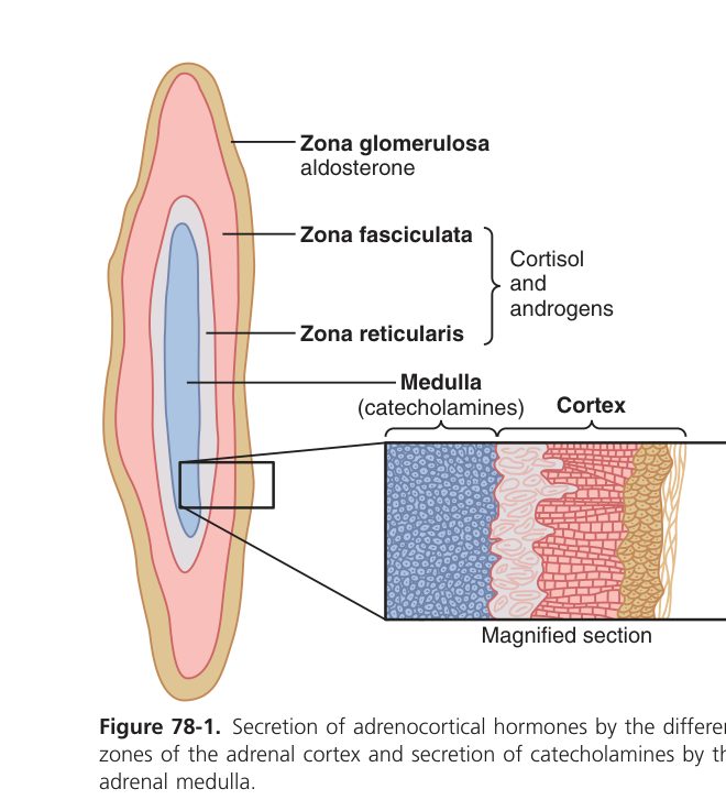 Adrenal cortical zones (Guyton Fig 78-1)