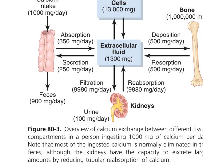 Calcium fluxes (Guyton Fig 80-3)