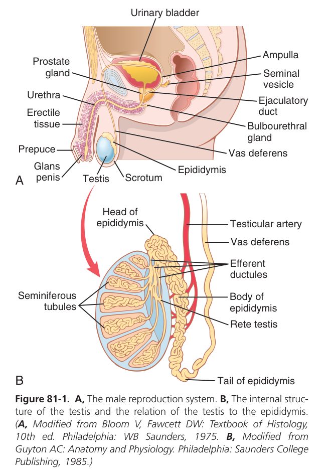 Male reproductive system (Guyton Fig 81-1)