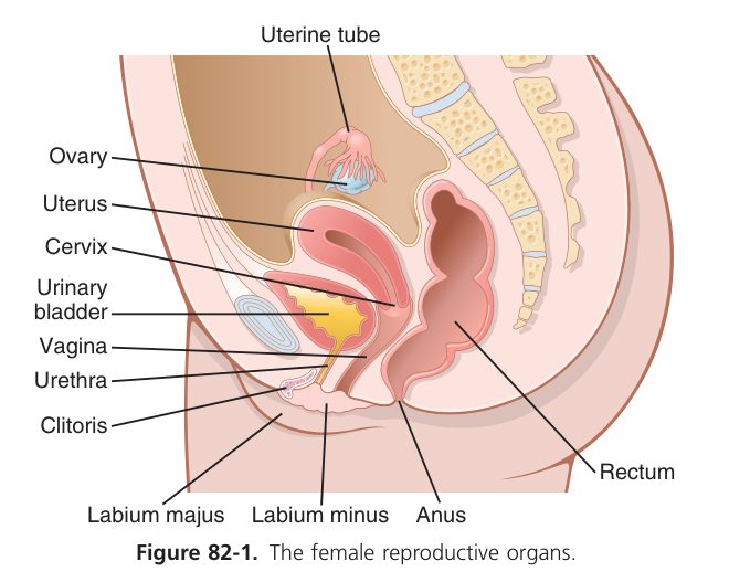 Female reproductive system (Guyton Fig 82-1)