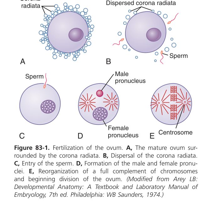 Fertilisation of ovum (Guyton Fig 83-1)