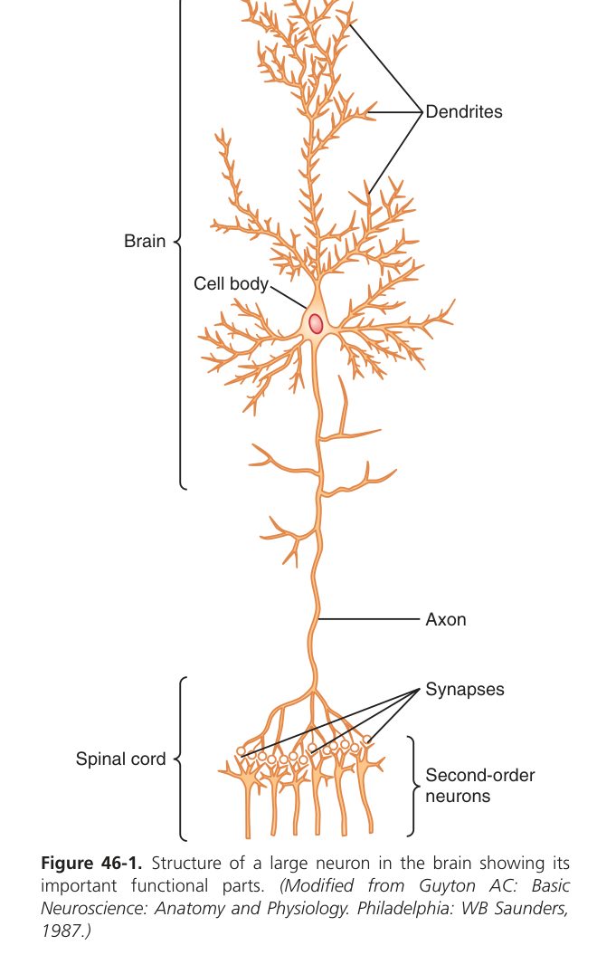 Neuron structure (Guyton Fig 46-1)