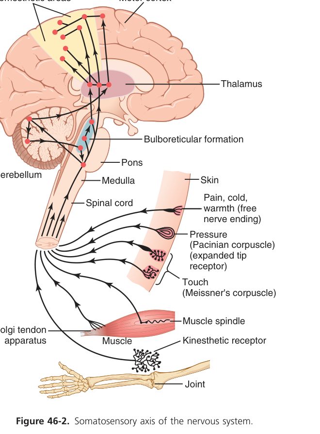 Somatosensory axis (Guyton Fig 46-2)