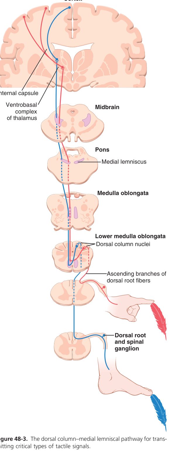 DCML pathway (Guyton Fig 48-3)