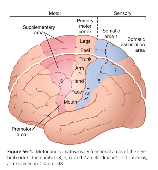 Motor cortex map (Guyton Fig 56-1)