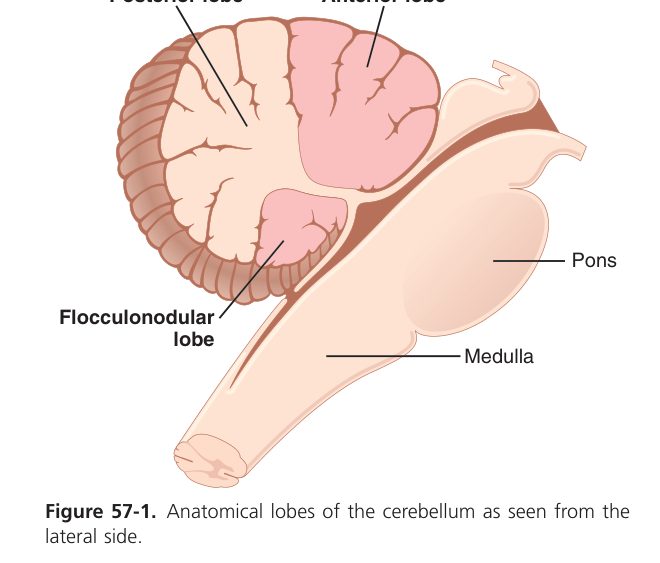 Cerebellar lobes (Guyton Fig 57-1)