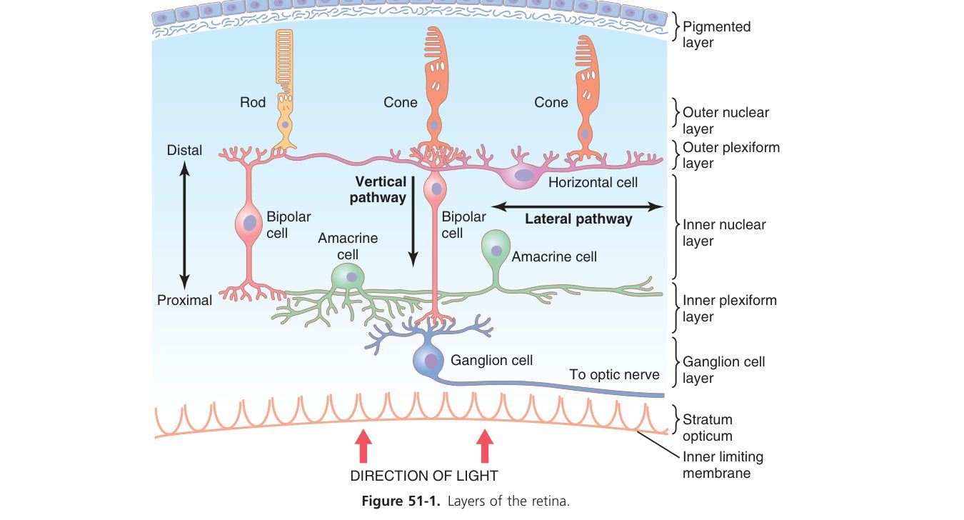 Retinal layers (Guyton Fig 51-1)