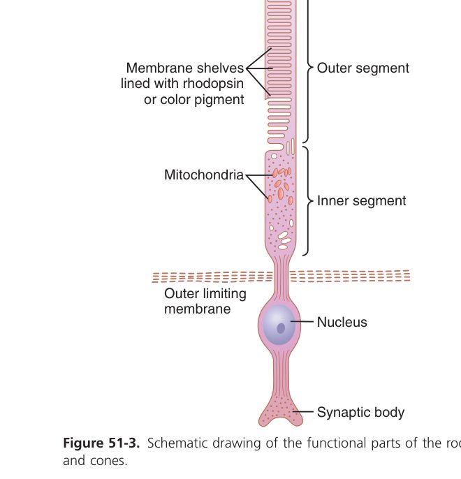 Rod and cone structure (Guyton Fig 51-3)