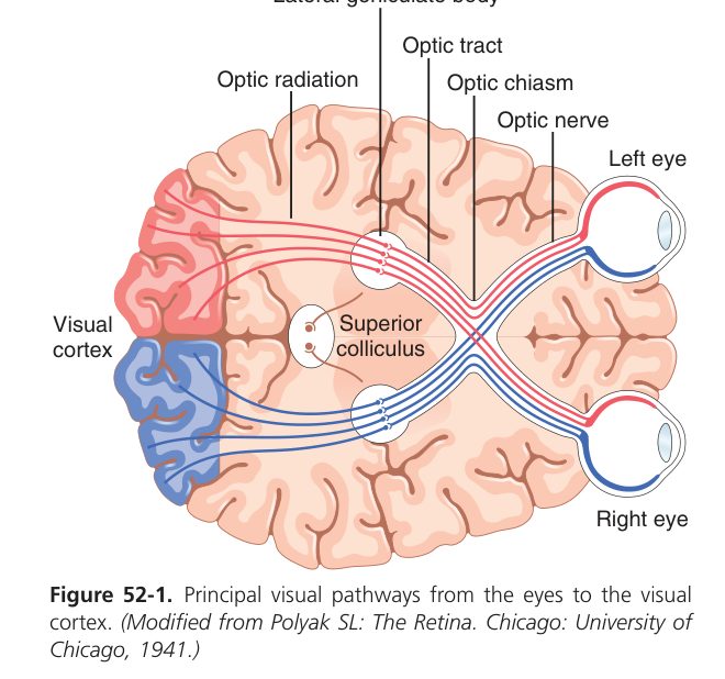 Visual pathway (Guyton Fig 52-1)