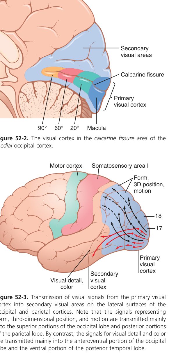Visual cortex processing (Guyton Fig 52-3)