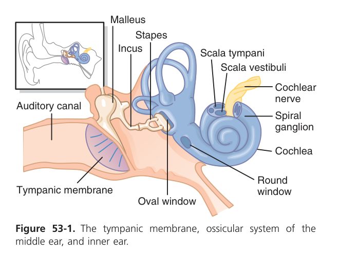 Middle ear ossicles (Guyton Fig 53-1)